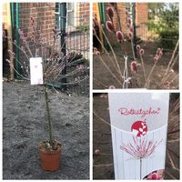 Salix Mount Aso~ Hochstamm 80cm + Kräftige Krone, Im Großen Topf~Kätzchen Rosa~Flowers von Cottagegarden24