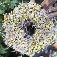 Trendiger Herbstkranz - Dattel- Mooskranz ..zauberhafte Naturdeko Für Tisch Und Tür Ca 27cm Trendiger Herbstkranz - Dattel- Mooskranz ..zauberhafte Naturdeko Für Tisch Und Tür Ca 27cm von Cottagegarden24