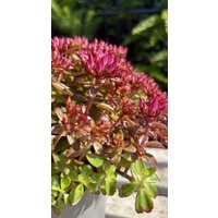 Wochenmarktangebot - Nur Kurz- Sedum Spurium Fuldaglut Im Xl Topf- Jetzt Knospig/ Blühend~ Entzückende Teppich Fetthenne in Rot von Cottagegarden24