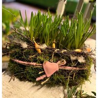 xl Blaue Perlhyazinthenkiste Mit Mooskleid Ca. 22 cm ~Blaue Muscari /Perlhyazinthe ~ Frühlingszauber von Cottagegarden24