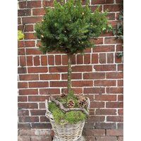 xl Zuckerhutfichten Stamm Mit Lichterkette - Timerfunktion/Incl Korb Und Moos/Zapfen - Herrliches Wetterfestes Dekoelement Für Den Winter xl Zuckerhutfichten Stamm Mit Lichterkette - Timerfunktion/Incl Korb Und Moos/Zapfen - Herrliches Wetterfestes Dekoelement Für Den Winter von Cottagegarden24