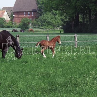 Country Horse 2117 Pferdeweide von Country Horse