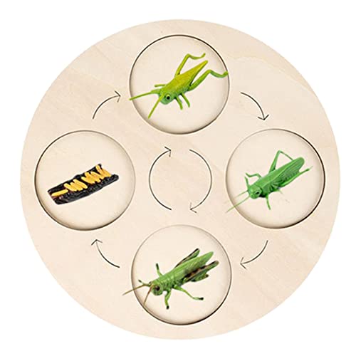 Life Growth Cycle Board Early #Educational for Preschool Kids Cricket von Courtieyeardceastea