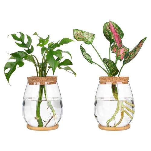 Cpolebev 2 STK. Getrennte Desktop-Pflanzenterrarium-Kit mit Holztablett und Deckel Zur Vermehrung Von Hydroponischen Pflanzen von Cpolebev