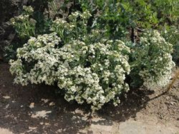 Küsten-Meerkohl, Crambe maritima, Topfware von Crambe maritima
