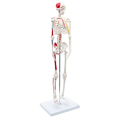 Cranstein A-118 Mini Skelett 85cm mit Muskelbemalung | Kleines Skelett Anatomie Modell | für Studenten bzw Medizin Studium | als Geschenk von Cranstein Scientific