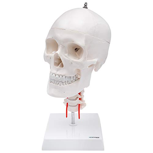 Cranstein A-214 anatomischer Schädel mit Halswirbelsäule auf Stativ | Medizin Studium und Ausbildung | Totenschädel | Schädel Anatomie Modell | Schädel Modell von Cranstein Scientific