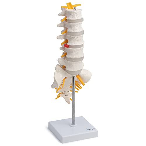 Cranstein A-319 Lendenwirbelsäule - Anatomie Modell | mit geöffnetem Kreuzbein von Cranstein Scientific
