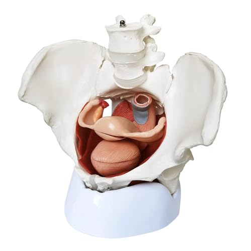 Cranstein A-370 Weibliches Beckenbodenmodell, 7-teilig mit Basis von Cranstein Scientific