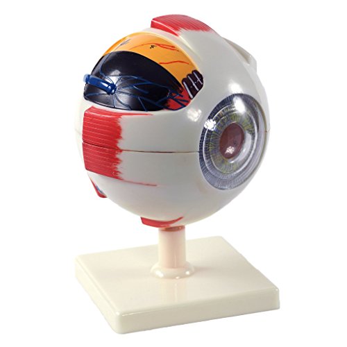 Cranstein A-418 Augen Modell, 6fach vergrößert von Cranstein Scientific