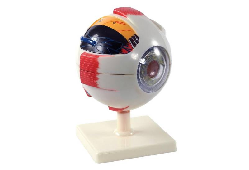 Cranstein Scientific Dekoobjekt Auge Augen Anatomie Modell 6 teilig 6x vergrößert auf Stativ Cranstein Scientific Dekoobjekt Auge Augen Anatomie Modell 6 teilig 6x vergrößert auf Stativ von Cranstein Scientific
