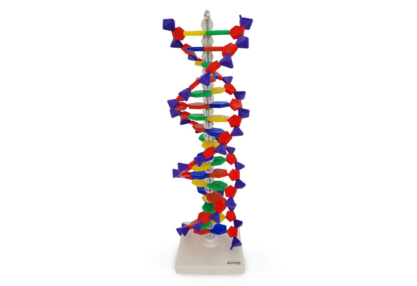 Cranstein Scientific Dekoobjekt DNA Doppel Helix Modell ca 50cm gefärbt Desoxyribose Phosphate Basen von Cranstein Scientific