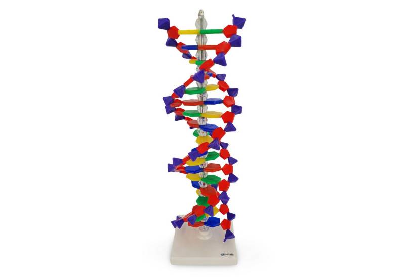 Cranstein Scientific Dekoobjekt DNA Doppel Helix Modell ca 50cm gefärbt Desoxyribose Phosphate Basen Cranstein Scientific Dekoobjekt DNA Doppel Helix Modell ca 50cm gefärbt Desoxyribose Phosphate Basen von Cranstein Scientific