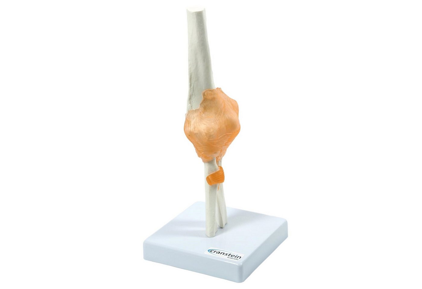 Cranstein Scientific Dekoobjekt Ellbogen Anatomie Modell lebensgroß mit Ligamenten auf Stativ von Cranstein Scientific