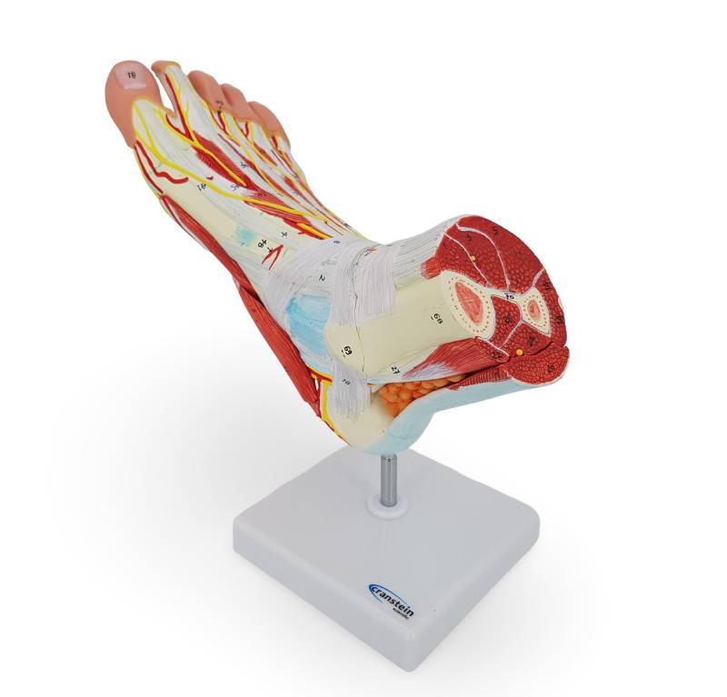 Cranstein Scientific Dekoobjekt Fuß Anatomie Modell lebensgroß mit Arterien und Venen von Cranstein Scientific