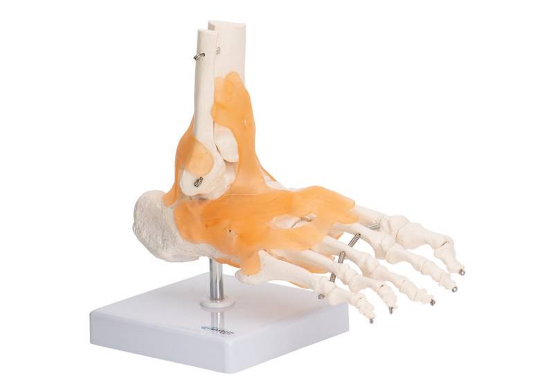 Cranstein Scientific Dekoobjekt Fußskelett Fuß Anatomie Modell lebensgroß mit Ligamenten Unterschenke Cranstein Scientific Dekoobjekt Fußskelett Fuß Anatomie Modell lebensgroß mit Ligamenten Unterschenke von Cranstein Scientific