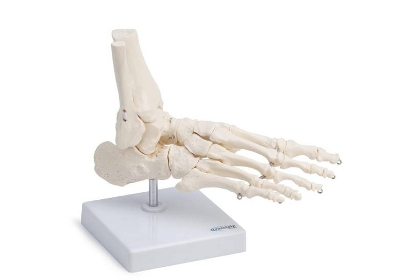 Cranstein Scientific Dekoobjekt Fußskelett Fuß Anatomie Modell lebensgroß mit Schien- und Wadenbeinans Cranstein Scientific Dekoobjekt Fußskelett Fuß Anatomie Modell lebensgroß mit Schien- und Wadenbeinans von Cranstein Scientific