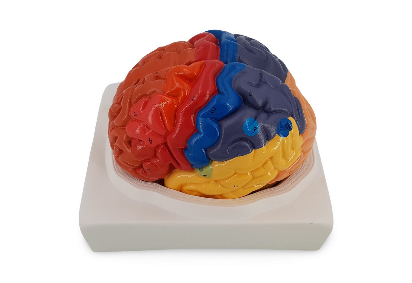 Cranstein Scientific Dekoobjekt Gehirn Anatomie Modell lebensgroß 2 teilig didaktisch regional gefärbt von Cranstein Scientific