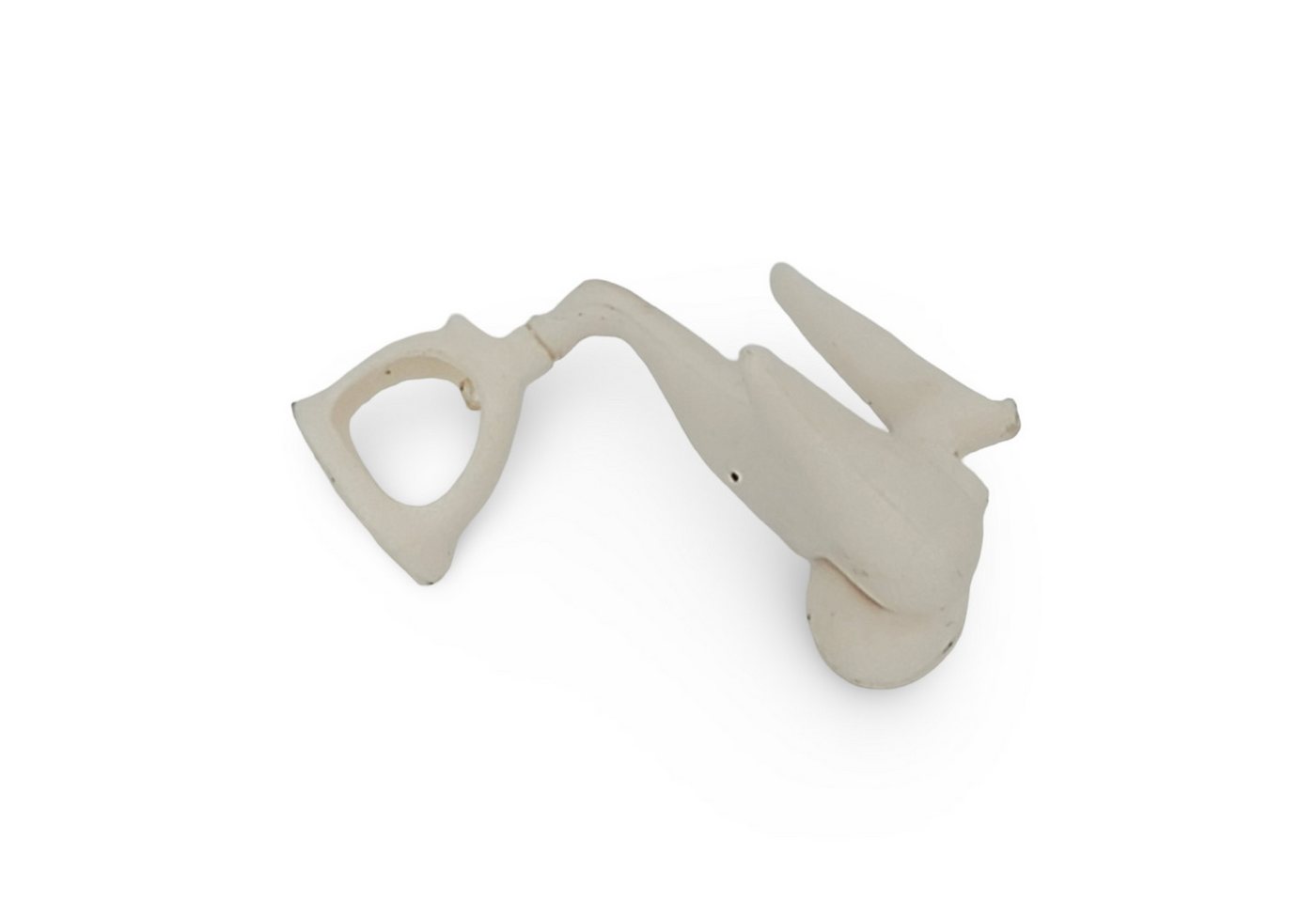 Cranstein Scientific Dekoobjekt Gehörknöchelchen Ossicula audit?s Anatomie Modell lebensgroß von Cranstein Scientific