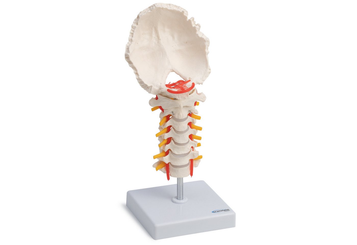 Cranstein Scientific Dekoobjekt Halswirbelsäule Anatomie Modell lebensgroß Hinterhauptschuppe beweglic von Cranstein Scientific