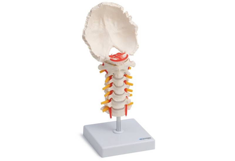 Cranstein Scientific Dekoobjekt Halswirbelsäule Anatomie Modell lebensgroß Hinterhauptschuppe beweglic Cranstein Scientific Dekoobjekt Halswirbelsäule Anatomie Modell lebensgroß Hinterhauptschuppe beweglic von Cranstein Scientific