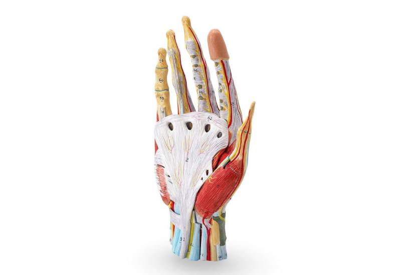 Cranstein Scientific Dekoobjekt Hand Anatomie Modell lebensgroß mit Arterien und Venen Cranstein Scientific Dekoobjekt Hand Anatomie Modell lebensgroß mit Arterien und Venen von Cranstein Scientific