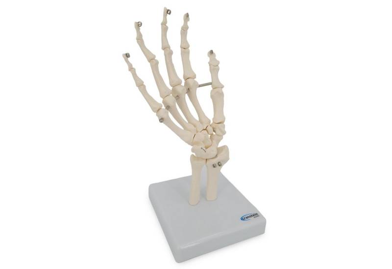 Cranstein Scientific Dekoobjekt Handskelett Hand Anatomie Modell lebensgroß Einzelknochen von Cranstein Scientific