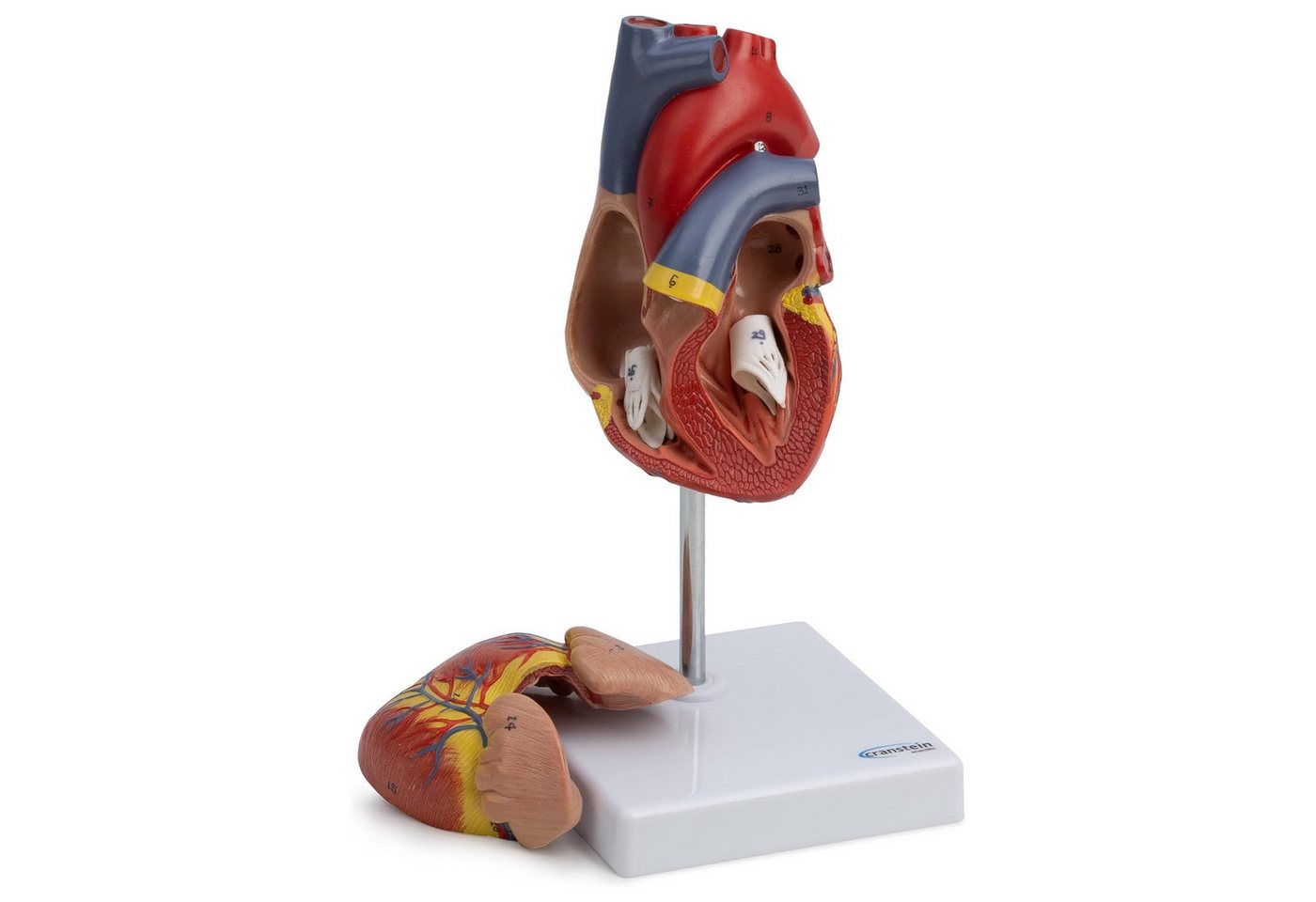 Cranstein Scientific Dekoobjekt Herz Anatomie Modell lebensgroß nummeriert Herzwand geöffnet auf Stati von Cranstein Scientific
