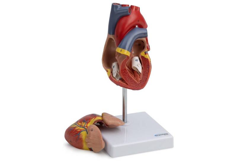 Cranstein Scientific Dekoobjekt Herz Anatomie Modell lebensgroß nummeriert Herzwand geöffnet auf Stati von Cranstein Scientific