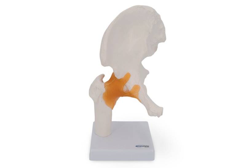 Cranstein Scientific Dekoobjekt Hüfte Hüftgelenk Anatomie Modell lebensgroß auf Stativ von Cranstein Scientific