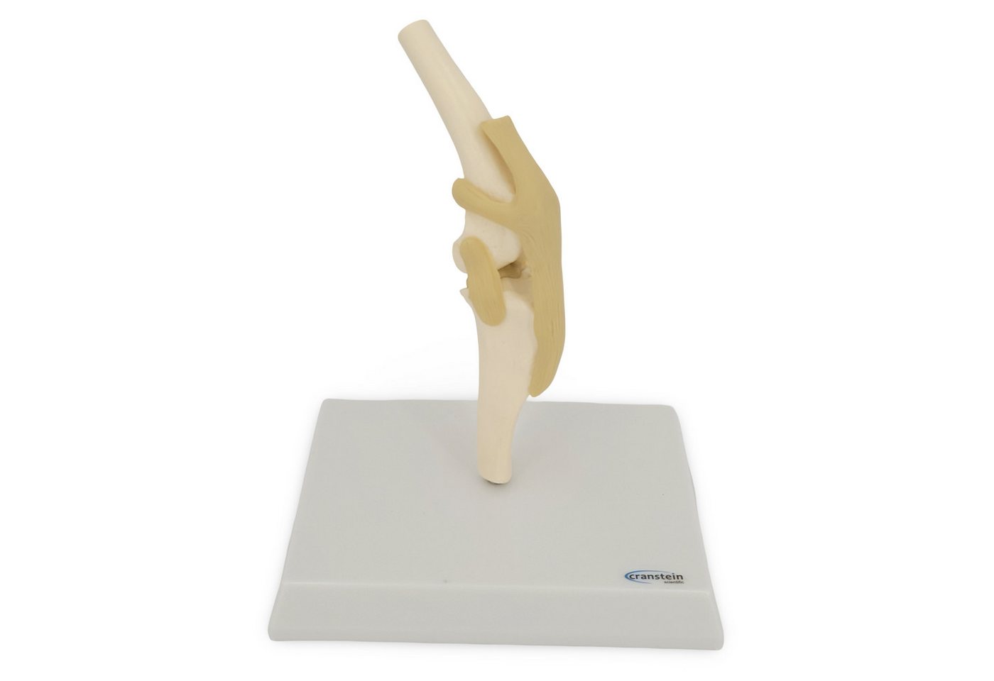 Cranstein Scientific Dekoobjekt Hundeknie Anatomie Modell, mittlere Größe, mit Bändern von Cranstein Scientific