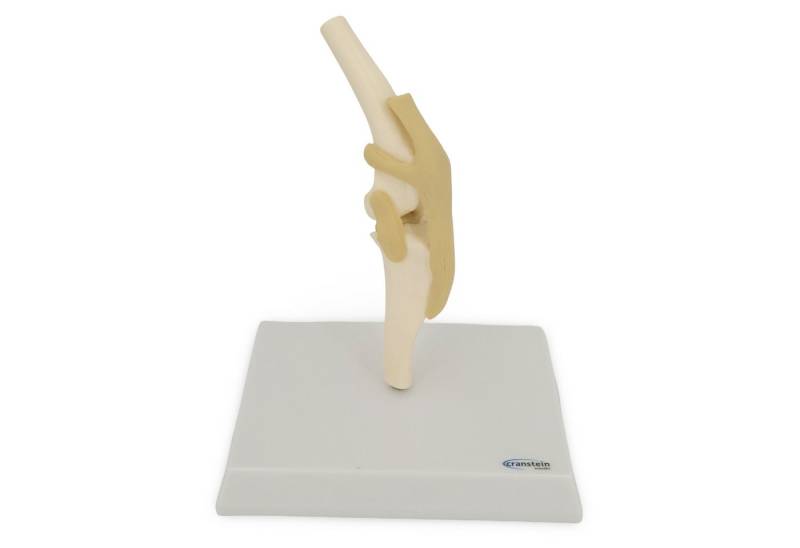 Cranstein Scientific Dekoobjekt Hundeknie Anatomie Modell, mittlere Größe, mit Bändern Cranstein Scientific Dekoobjekt Hundeknie Anatomie Modell, mittlere Größe, mit Bändern von Cranstein Scientific