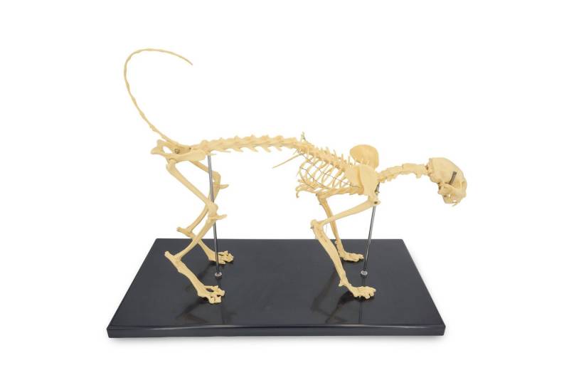 Cranstein Scientific Dekoobjekt Katzenskelett Anatomie Modell Länge ca 60cm Ganzkörper auf Stativ Cranstein Scientific Dekoobjekt Katzenskelett Anatomie Modell Länge ca 60cm Ganzkörper auf Stativ von Cranstein Scientific