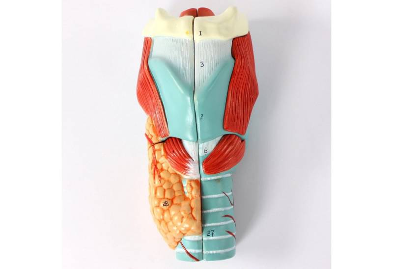 Cranstein Scientific Dekoobjekt Kehlkopf Larynx Anatomie Modell 5 teilig 2x vergrößert nummeriert Cranstein Scientific Dekoobjekt Kehlkopf Larynx Anatomie Modell 5 teilig 2x vergrößert nummeriert von Cranstein Scientific