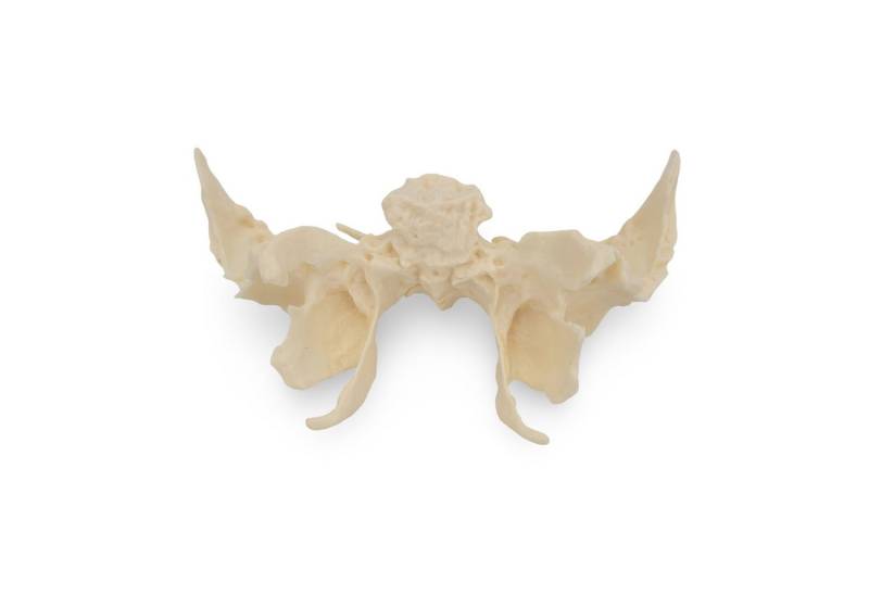 Cranstein Scientific Dekoobjekt Keilbein Os Sphenoides Anatomie Modell lebensgroß detailiert von Cranstein Scientific