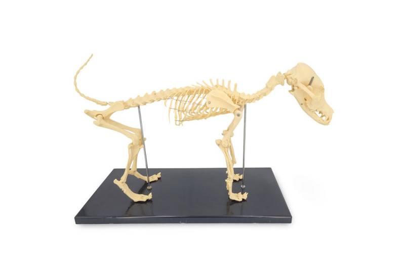 Cranstein Scientific Dekoobjekt Kleines Hundeskelett Anatomie Modell Länge ca 60cm Ganzkörper auf Stat Cranstein Scientific Dekoobjekt Kleines Hundeskelett Anatomie Modell Länge ca 60cm Ganzkörper auf Stat von Cranstein Scientific