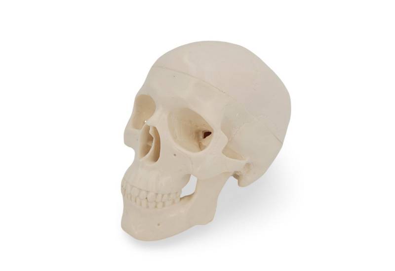 Cranstein Scientific Dekoobjekt Mini Schädel Anatomie modell 3 teilig 15cm bewegliche Kiefer Kalotte Cranstein Scientific Dekoobjekt Mini Schädel Anatomie modell 3 teilig 15cm bewegliche Kiefer Kalotte von Cranstein Scientific