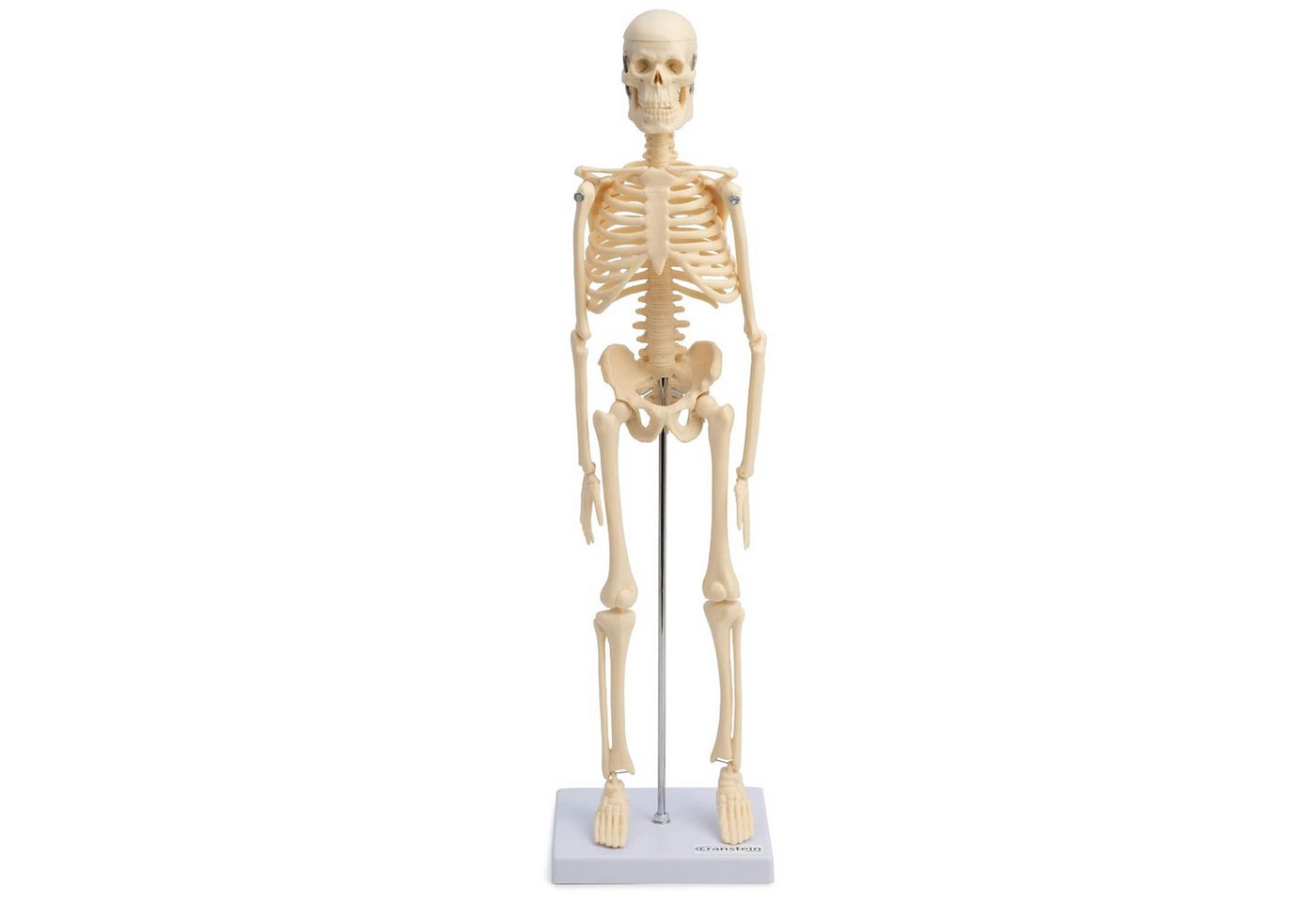 Cranstein Scientific Dekoobjekt Mini Skelett Anatomie Modell 45cm mit beweglichen Gelenken beige von Cranstein Scientific