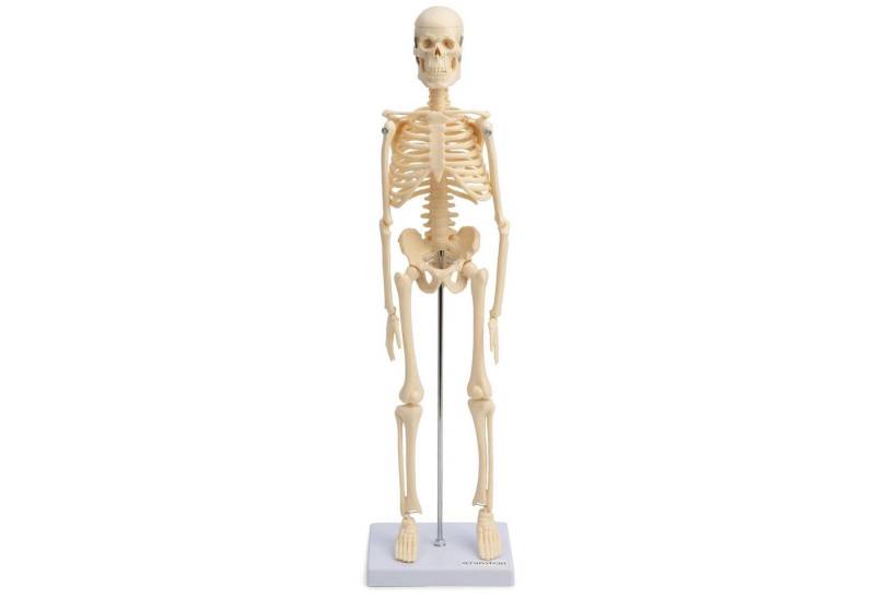 Cranstein Scientific Dekoobjekt Mini Skelett Anatomie Modell 45cm mit beweglichen Gelenken beige Cranstein Scientific Dekoobjekt Mini Skelett Anatomie Modell 45cm mit beweglichen Gelenken beige von Cranstein Scientific