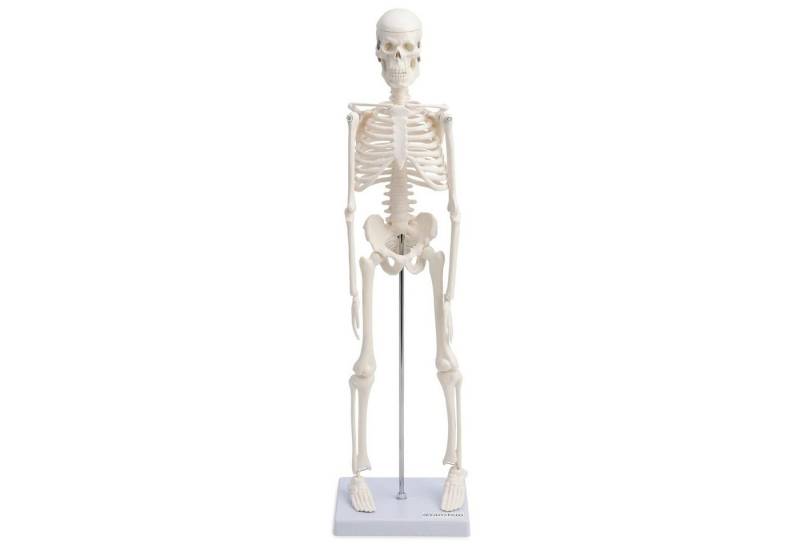 Cranstein Scientific Dekoobjekt Mini Skelett Anatomie Modell 45cm mit beweglichen Gelenken weiß Cranstein Scientific Dekoobjekt Mini Skelett Anatomie Modell 45cm mit beweglichen Gelenken weiß von Cranstein Scientific