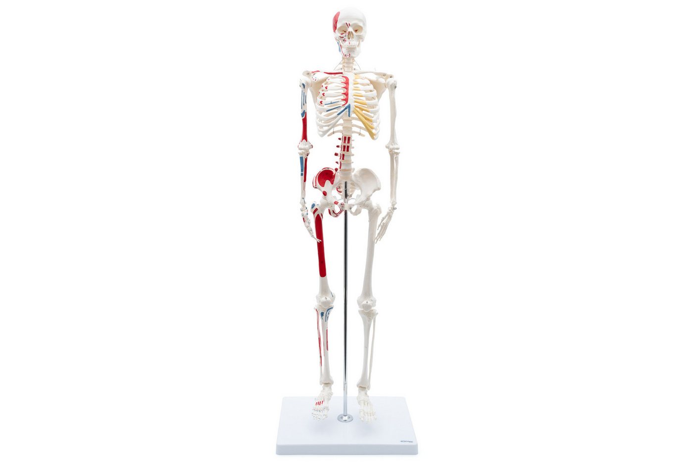 Cranstein Scientific Dekoobjekt Mini Skelett Anatomie Modell 85cm Muskelbemalung flexible Gelenke Schä Cranstein Scientific Dekoobjekt Mini Skelett Anatomie Modell 85cm Muskelbemalung flexible Gelenke Schä von Cranstein Scientific