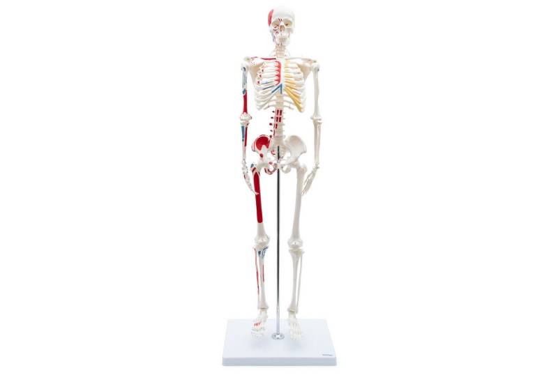 Cranstein Scientific Dekoobjekt Mini Skelett Anatomie Modell 85cm Muskelbemalung flexible Gelenke Schä Cranstein Scientific Dekoobjekt Mini Skelett Anatomie Modell 85cm Muskelbemalung flexible Gelenke Schä von Cranstein Scientific