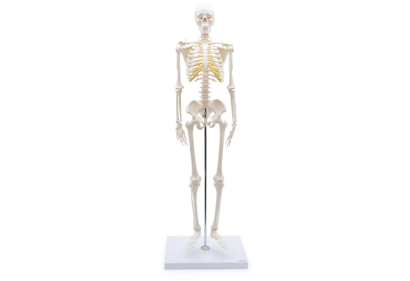 Cranstein Scientific Dekoobjekt Mini Skelett Anatomie Modell 85cm flexible Gelenke Schädel abnehmbar a von Cranstein Scientific