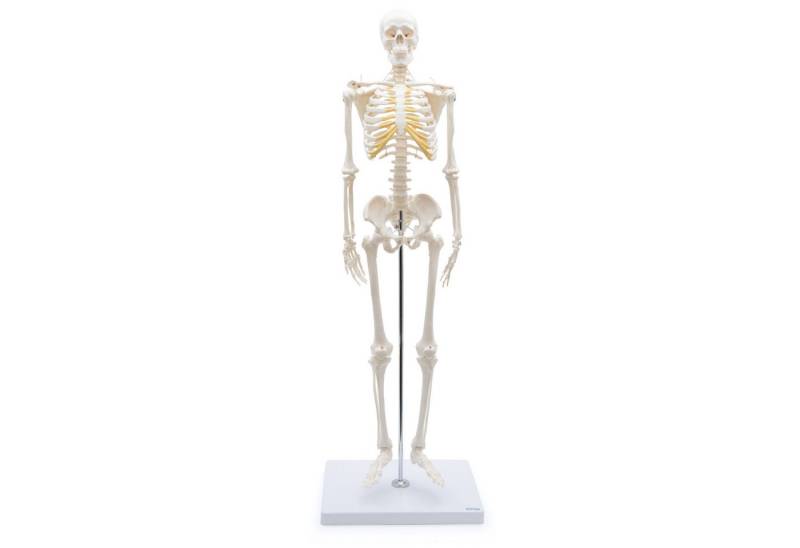 Cranstein Scientific Dekoobjekt Mini Skelett Anatomie Modell 85cm flexible Gelenke Schädel abnehmbar a Cranstein Scientific Dekoobjekt Mini Skelett Anatomie Modell 85cm flexible Gelenke Schädel abnehmbar a von Cranstein Scientific