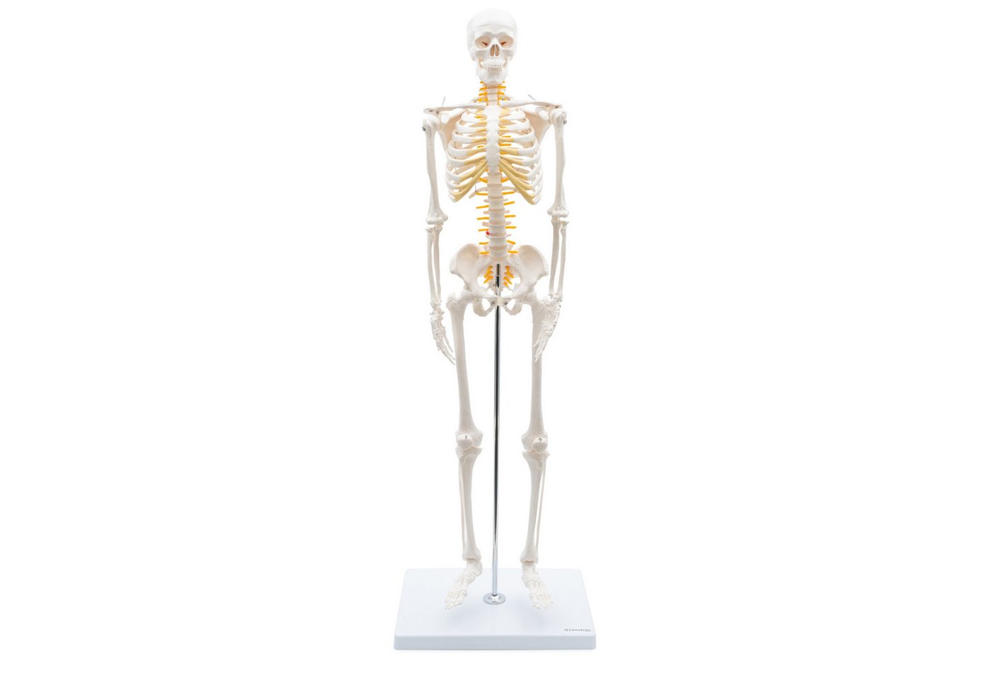 Cranstein Scientific Dekoobjekt Mini Skelett Anatomie Modell 85cm mit Nerven flexible Gelenke auf Sta von Cranstein Scientific