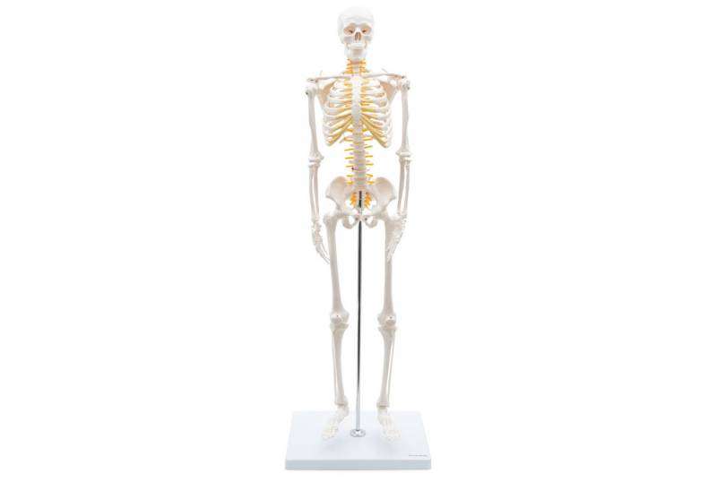 Cranstein Scientific Dekoobjekt Mini Skelett Anatomie Modell 85cm mit Nerven flexible Gelenke auf Sta Cranstein Scientific Dekoobjekt Mini Skelett Anatomie Modell 85cm mit Nerven flexible Gelenke auf Sta von Cranstein Scientific