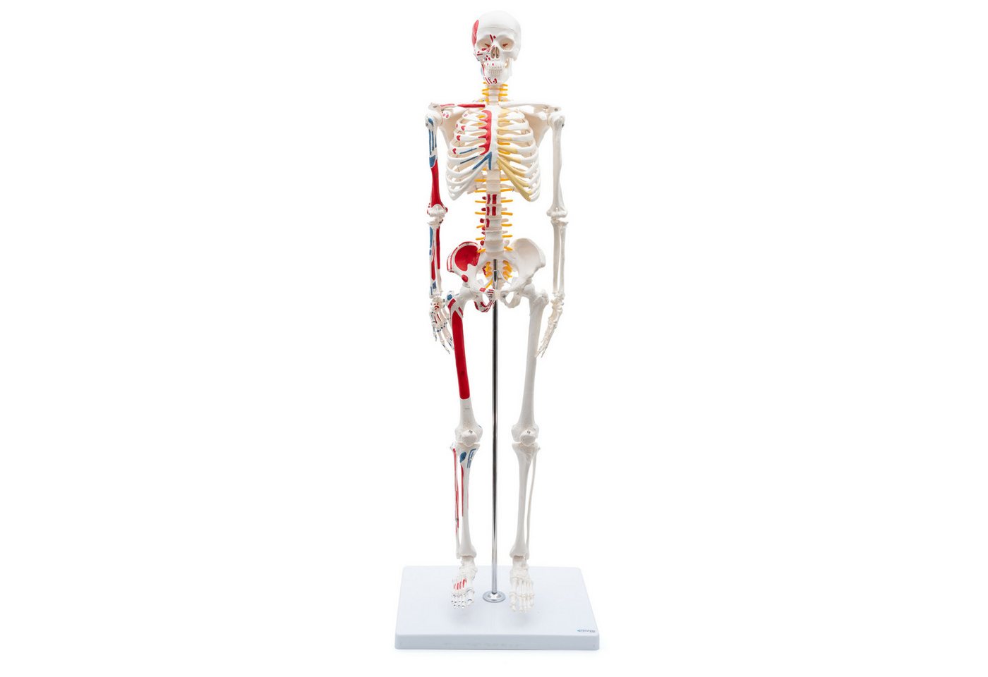 Cranstein Scientific Dekoobjekt Mini Skelett Anatomie Modell 85cm mit Nerven flexible Gelenke & Wirbe Cranstein Scientific Dekoobjekt Mini Skelett Anatomie Modell 85cm mit Nerven flexible Gelenke & Wirbe von Cranstein Scientific