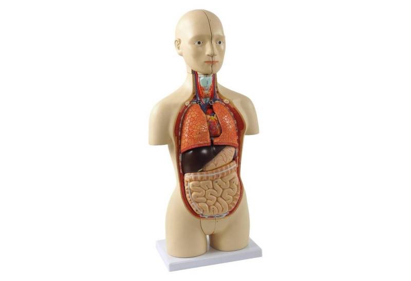 Cranstein Scientific Dekoobjekt Mini Torso Anatomie Modell 42cm 16 teilig zweigeschlechtig Organe Gehi von Cranstein Scientific