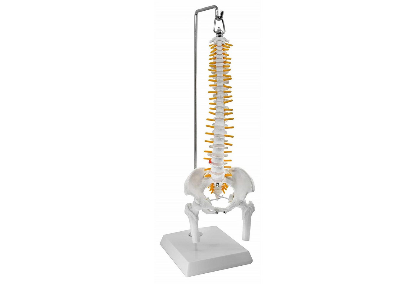 Cranstein Scientific Dekoobjekt Mini Wirbelsäule Anatomie Modell ca 40cm flexibel auf Hängestativ häng von Cranstein Scientific