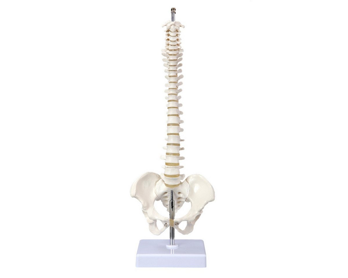 Cranstein Scientific Dekoobjekt Mini Wirbelsäule Anatomie Modell ca 40cm flexibel auf Stativ stehend von Cranstein Scientific